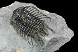 Spine-On-Spine Koneprusia Trilobite - Spectacular #93865-4
